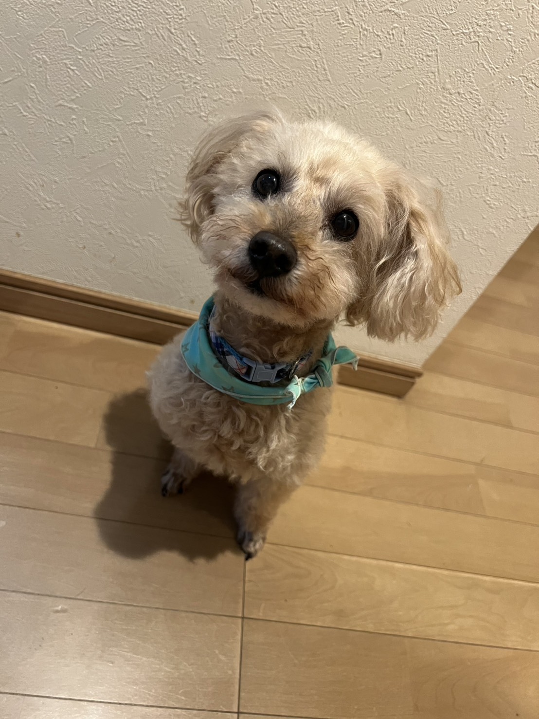 木の床の上で、青緑のハーネスを着けてこちらを見上げる小さな犬